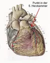 Herzkammer.jpg